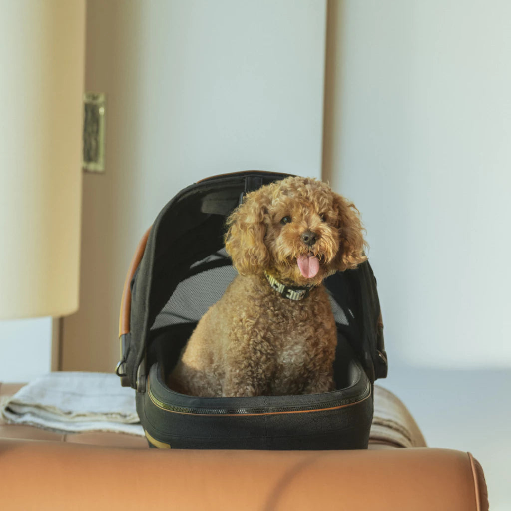 Tavo Maeve Pet Car Seat with ISOFIX Base (5 Years Warranty)